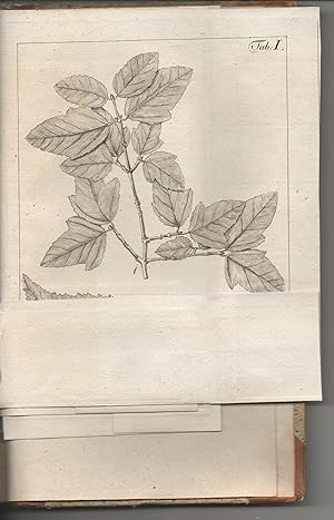 Bild des Verkufers fr Berlinische Baumzucht, oder Beschreibung der in den Grten um Berlin, im Freien ausdauernden Bume und Strucher : fr Gartenliebhaber und Freunde der Botanik. zum Verkauf von Wissenschaftliches Antiquariat Kln Dr. Sebastian Peters UG