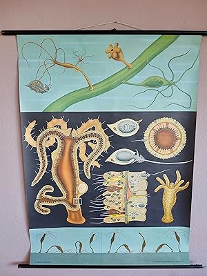 Seller image for Ssswasserpolyp/ Hydra/ Freshwater Hydra/ Hydre d'eau douce/ Hidra del Agua Dulce/ Polipo d'acqua dolce, 1969. for sale by Kunstbroker GmbH