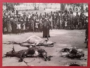 Original-Fotografie von Erich Bauer "Opferszene von Rindern in Afrika" (umseitig Stempel v. Erich...