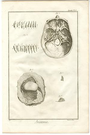 Antique Print-HUMAN ANATOMY-BASE OF THE SKULL-CRANIUM-TEETH-Diderot-Prevost-1751