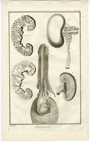 Antique Print-HUMAN ANATOMY-PENIS-BLADDER-KIDNEYS-VEINS-Diderot-Defehrt-1751