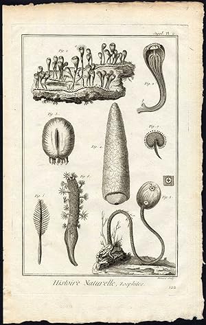 Antique Print-ZOOPHYTE-SEA ANEMONE-SEA CUCUMBER-Diderot-Benard-1751