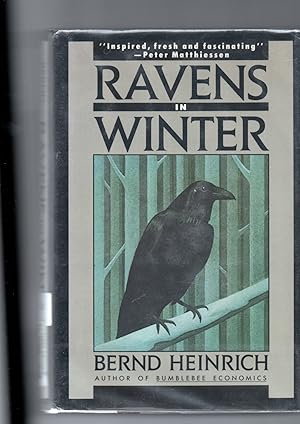 Ravens In Winter