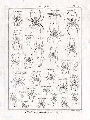 Antique Print-SPIDERS-SPIDER-Panckoucke-1797