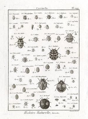 Antique Print-LADYBUG-BEETLES-Panckoucke-1797