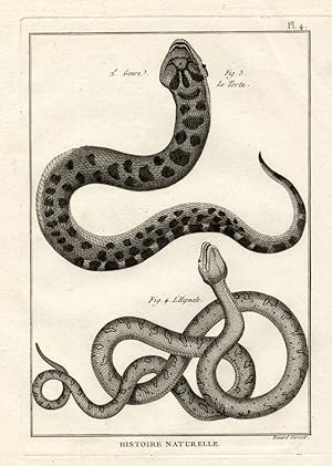 Antique Print-HUMP NOSED VIPER-SNAKE-Panckoucke-1789