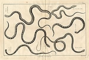 Antique Print-SNAKES-RHOMBOIDAL-LOZANGE-Panckoucke-1789