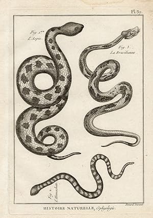 Antique Print-ASP-RINKHALS SNAKE-VIPER-Panckoucke-1789