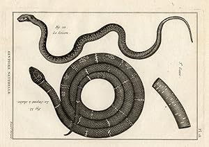 Antique Print-SNAKES-GRISON-CHAINE-Panckoucke-1789