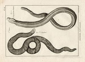 Antique Print-WORM LIZARD-INFUME-SNAKES-Panckoucke-1789