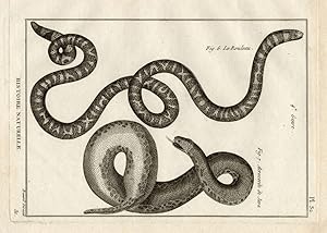 Antique Print-FALSE CORAL SNAKE-SNAKES-Panckoucke-1789