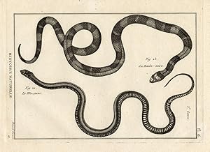 Antique Print-SNAKES-MOCQUER-BANDE NOIR-Panckoucke-1789