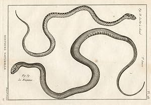 Antique Print-HORSESHOE WHIP SNAKE-Panckoucke-1789