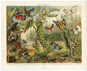 Antique Print-CAMOUFLAGE-PROTECTION-INSECTS-PUPAE-LARVAE-BUTTERFLY-Meyers-1895