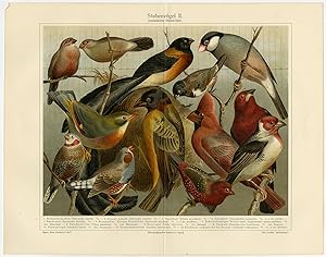 Antique Prints-BIRD-FINCH-NIGHTINGALE-TANGARA-CARDINAL-Meyers-1893
