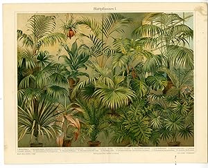 Antique Prints-INDOOR PLANTS-LIVISTONA-Meyers-1897