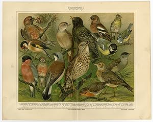 Antique Print-DOMESTIC-SONG BIRDS-Meyers-1897