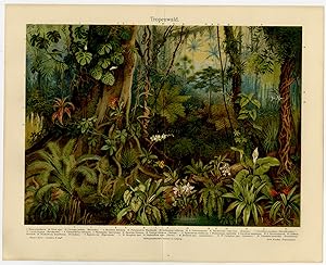 Antique Print-JUNGLE-TROPICAL FOREST-FLOWERS-Meyers-1902