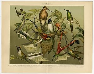 Antique Print-HUMMINGBIRDS-KOLIBRI-Meyers-1885