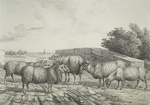 Schafe, Abbildungen der Rindvieh- und anderen Hausthier-Racen (.) , Schafe. - "Abbildungen der Ri...