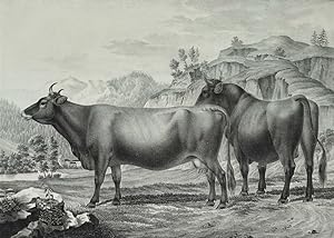 KÃ¼he, Abbildungen der Rindvieh- und anderen Hausthier-Racen (.) , KÃ¼he. - "Abbildungen der Rind...