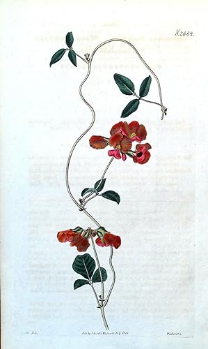 Seller image for SCARLET KENNEDIA COCCINEA Curtis Antique Botanical Vintage Flower Print 1826 for sale by Lindisfarne Prints