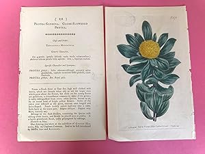 ORIGINAL HAND-COLOURED COPPER ENGRAVING - Protea globosa (Globe-leaved Protea) from CURTIS'S BOTA...