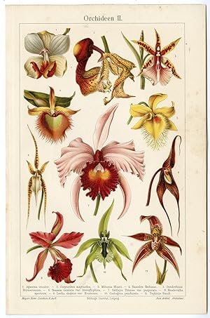 Antique Prints-ORCHIDS-FLOWERS-CATTLEYA-Meyers-1900