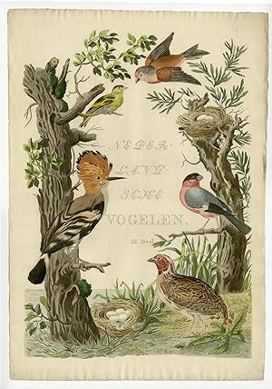 Antique Print-TITLE PAGE-HOOPOE-QUAIL-BULLFINCH-SISKIN-LINNET-Nozeman-Sepp-1770