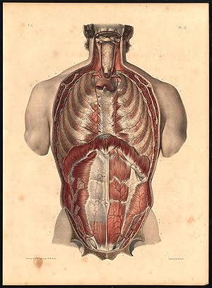 Original Anatomy Print-TRUNK-FRONT-WALL-ARTERY-Pl. 21-Bourgery-1831