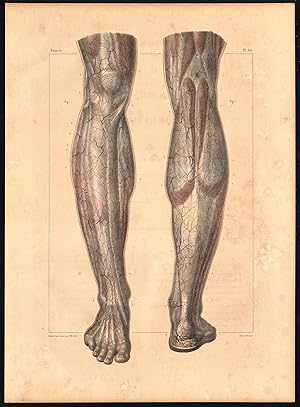 Original Anatomy Print-SUBCUTANEOUS-LEG-ARTERY-Pl. 44-Bourgery-1831