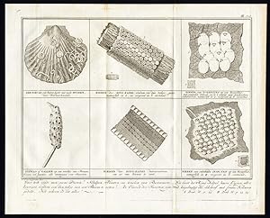 Antique Print-EGGS-BUGS-BUTTERFLY-SEA SHELL-WORM-INSECT-Martinet-1779