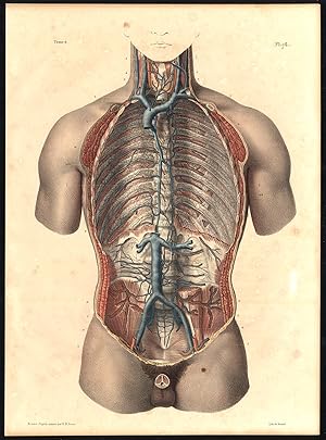 Original Anatomy Print-TORSO-MAJOR VEINS-Pl. 76-Bourgery-1831