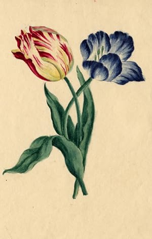 Antique Watercolour Drawing-TULIPS-1810
