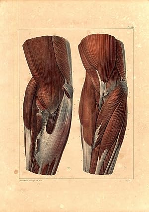 Antique Anatomy Print-MUSCLES-ARM-BICEPS-TRICEPS-RADIUS-Pl. 114-Bourgery-1831