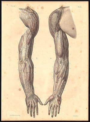 Original Anatomy Print-SUBCUTANEOUS-THORACIC MEMBRANE-ARM-Pl. 34-Bourgery-1831