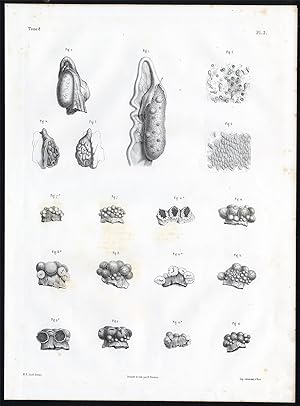 Antique Anatomy Print-EMBRYOGENESIS-Pl. 2-Bourgery-1844
