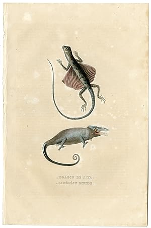 Antique Print-JAVA DRAGON-CAMELEON-LIZARD-Drapiez-1853