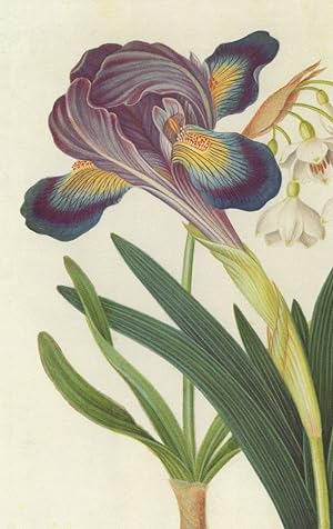 Imagen del vendedor de Painted Iris Summer Snowdrop James Bolton 1700s Painting Postcard a la venta por Postcard Finder