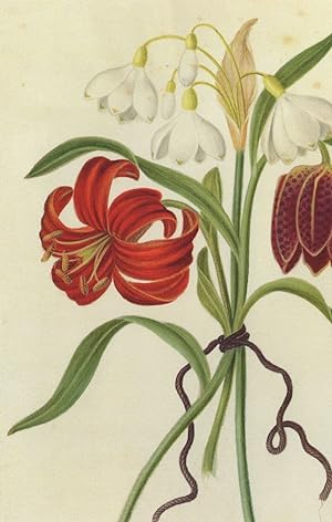 Seller image for Scarlet Martagon Cluster Snowdrop 1700s Flower Painting Postcard for sale by Postcard Finder