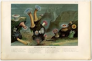 Antique Print-SEA ANEMONE-ACTINIARIA-Schleiden-1867