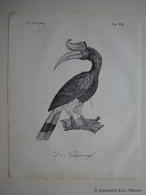 "Der Nashornvogel". Lithographie. Bildgröße: ca. 18 x 11 cm.