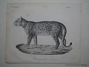 Leopard - "Der männliche Leopard". Lithographie. Bildgröße: ca. 14 x 20 cm.