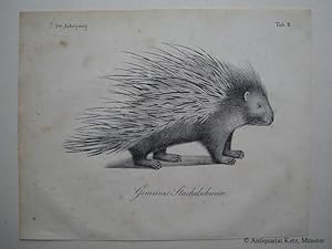 Stachelschwein - "Gemeines Stachelschwein". Lithographie. Bildgröße: ca. 14 x 20 cm.