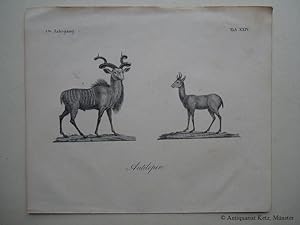 Antilopen - "Antilopen". Zwei Abbildungen auf einem Blatt. Lithographie. Bildgröße: ca. 14 x 20 cm.