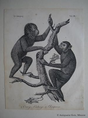 Affen - "Orang-Outang. Chimpanse". 2 Abbildungen auf einem Blatt. Originale Lithographie. Bildgrö...