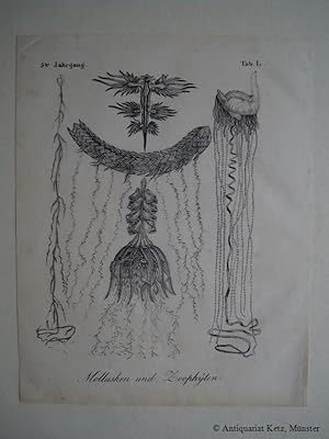 "Mollusken und Zoophyten". Lithographie. Bildgröße: ca. 20 x 14 cm.