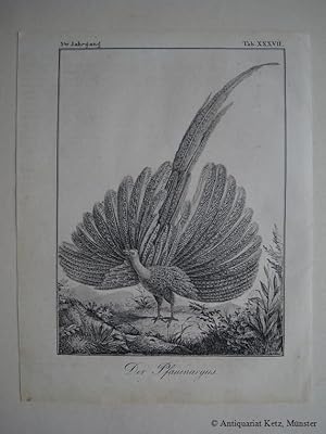 Pfau - "Der Pfauenargus". Originale Lithographie. Bildgröße: ca. 20 x 14,5 cm.