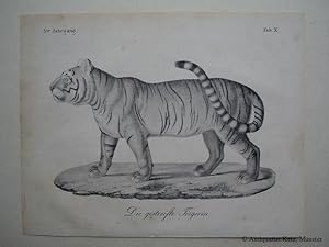 Tiger - "Die gestreifte Tiegerin (Tigerin)". Lithographie. Bildgröße: ca. 14 x 20 cm.