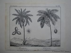 Palmen - "Dattelpalme - Kokospalme". 2 Abbildungen auf einem Blatt. Lithographie. Bildgröße: ca. ...